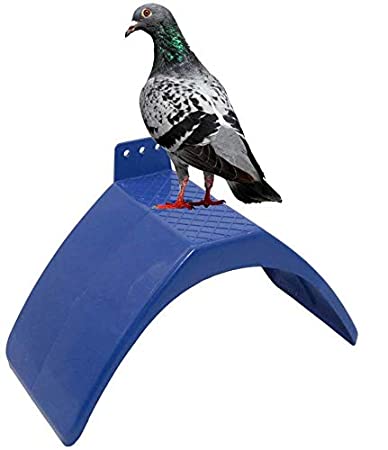Pigeons Perches SA